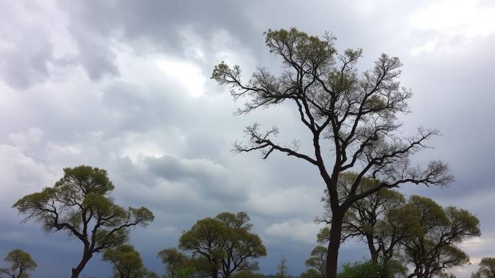 Hay alerta amarilla por viento para este martes 11 de noviembre en Neuquén: las zonas afectadas