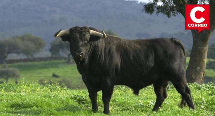 Jauja: Dirigente comunal queda grave tras brutal embestida de toro en Ricrán