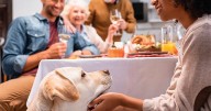 Cozy Up to Peace of Mind: 4 Tips to Avoid Common Pet Hazards This Thanksgiving