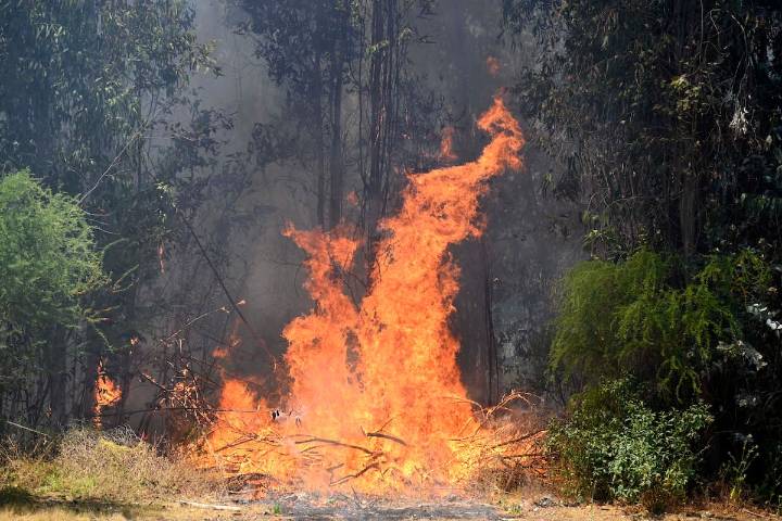 Preocupación en Rapa Nui: declaran Alerta Roja por incendio forestal cercano a área protegida