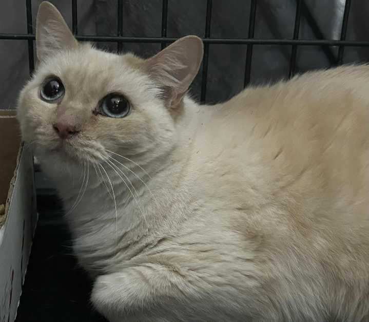 Westfield Homeless Cat Project preparing for gift basket fundraiser