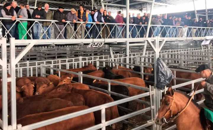 Los novillos marcan el rumbo del mercado