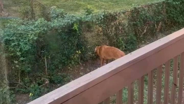 Ohio Family Spots Unusual Gap In Their Fence And Discovers A Friendship In The Making