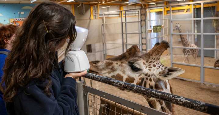 Robot helps kids with cancer visit zoo without leaving hospital