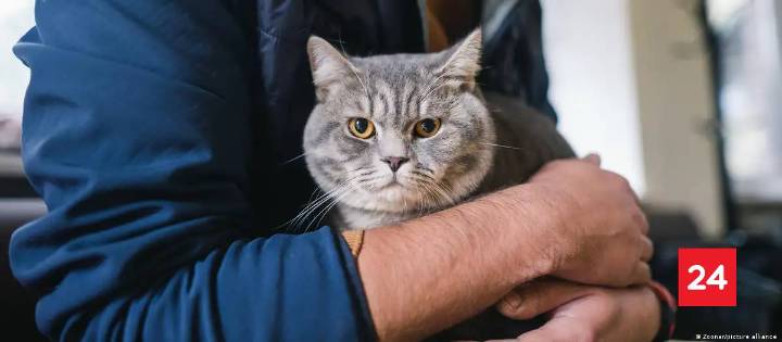 ADN antiguo cambia todo lo que sabíamos sobre los gatos