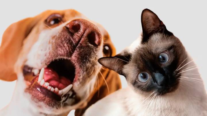 Clonar una mascota: ¿cuánto cuesta y qué riesgos implica?