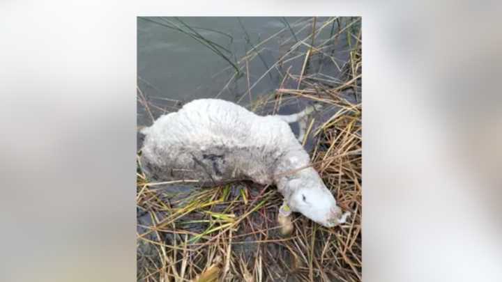 Un ataque de lobos mata siete carneros en un pueblo de Salamanca