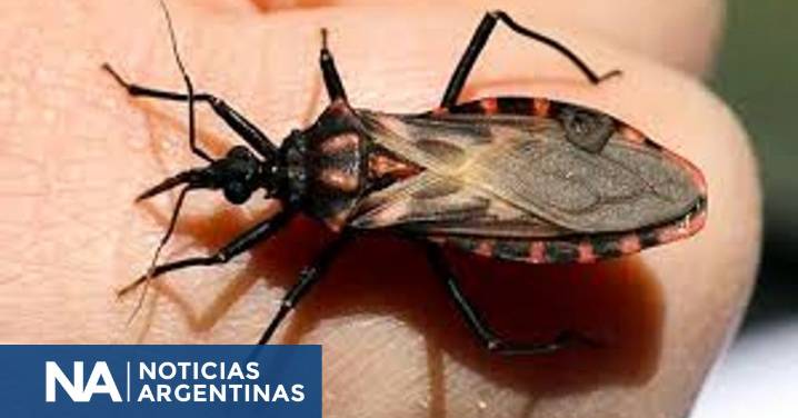 Se revalidó la interrupción de transmisión de Chagas en Corrientes y Neuquén