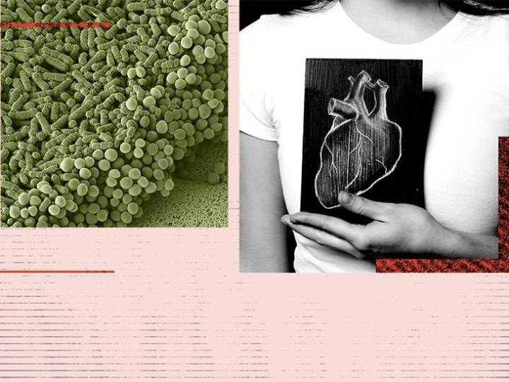 Can changes in gut bacteria predict the risk of heart disease?