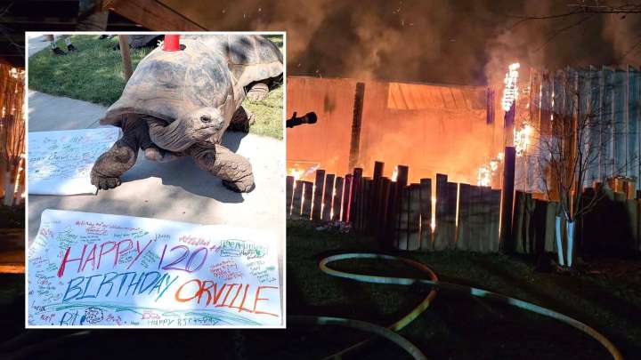 120-Year-Old Tortoise Survives Fire That Killed 80-90 Reptiles At SD Attraction