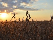 El precio de la soja sigue subiendo en el mercado internacional y está en el valor máximo en 15 meses: el impacto en la Argentina