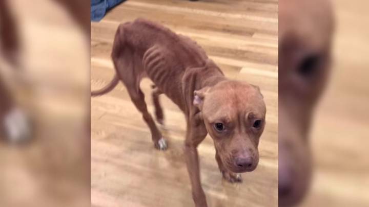 New York Shelter Team Race To Save A Pup Reduced To Skin And Bones