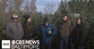 Where’s Marty: Martin’s Tree Farm in Maryland talks best time to get your holiday tree