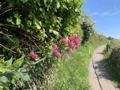 Nature-Based Exercise and Mental Well