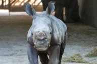 Baby White Rhino Born at Zoo in Spain After a 491