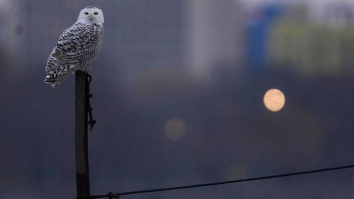 A pair of snowy owls spotted along Lake Michigan beach draws crowds in Chicago