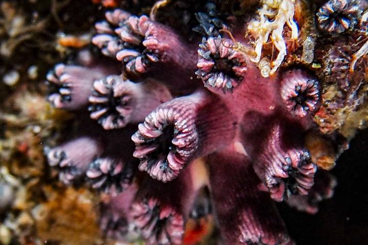 La investigadora que redescubrió un coral solitario que se creía extinto en Galápagos