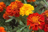 Qué hacer con el Cempasúchil después del Día de Muertos: Así puedes darle una segunda vida