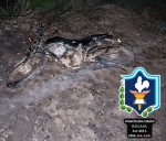 CASTELLI: Recuperaron Una Moto Robada Tras Persecución En Zona Rural