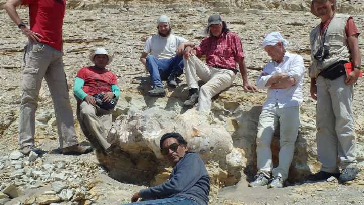 Una ballena gigante de 37 millones de años protagoniza la nueva ‘Paleoguía’