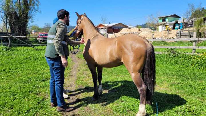 Grave enfermedad equina llega a Coquimbo: autoridades llaman a extremar cuidados y protocolos