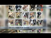 Deadlines for dogs as PACC faces capacity crisis