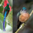 La mirada de Diego Emerson Torres, el fotógrafo bogotano que convierte la sabana en un santuario de conservación y asombro de colibríes