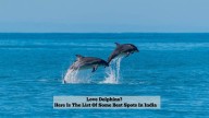 7 Best Dolphin watching spots in India; The nearest to Hyderabad