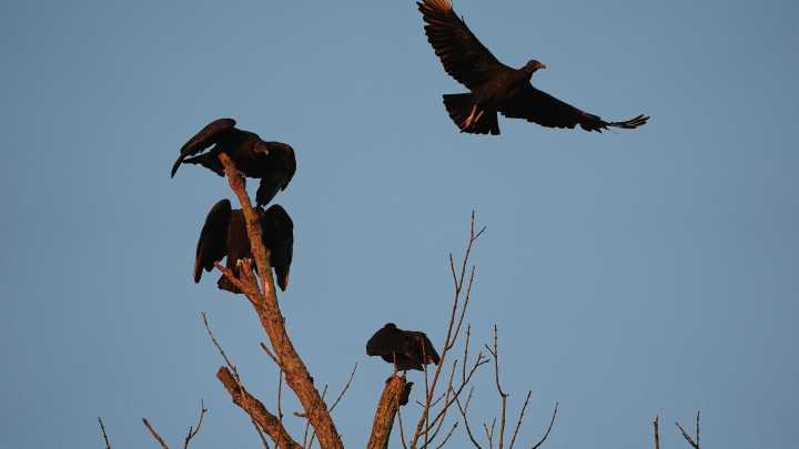 Black vultures attack and kill cattle. Climate change is one reason they're spreading north