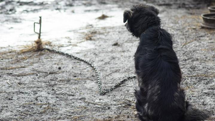 PETA launches Christmutts Toy Drive for chained dogs in Hampton Roads