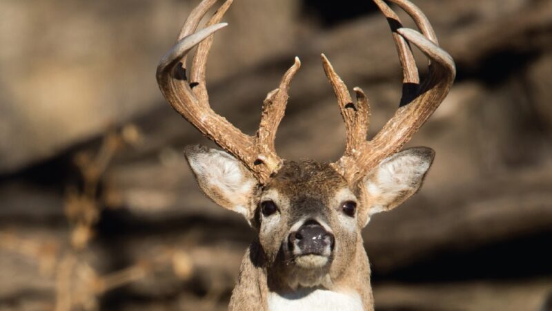 How Missouri’s Share the Harvest Turns Venison into a Community Resource (LISTEN)