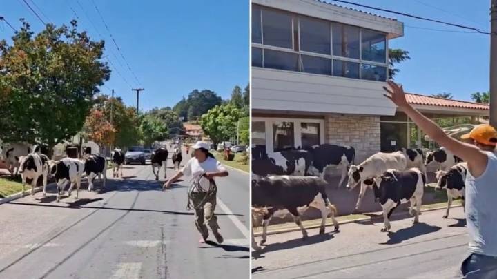 Un camión chocó y vacas quedaron sueltas en plena ruta nacional