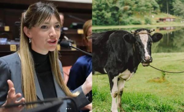 Una diputada kirchnerista quiere cobrar impuesto a los flatos y eructos de las vacas