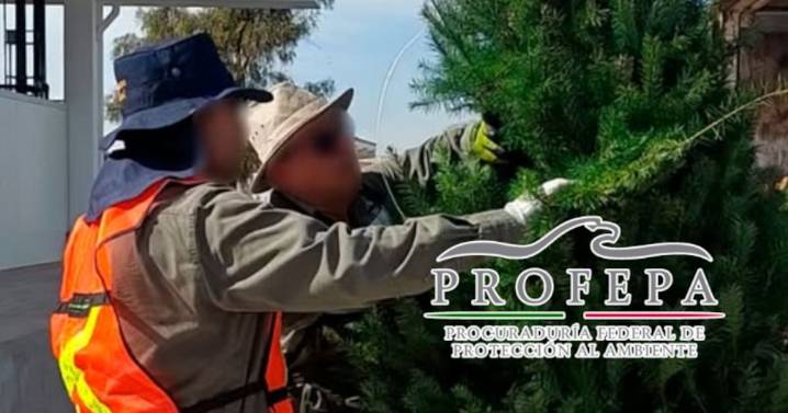 Profepa lanza operativo para frenar plagas en árboles de Navidad importados: inspeccionarán miles de ejemplares en frontera para evitar daño ecológico