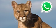 Modo puma en WhatsApp: cómo se activa fácil