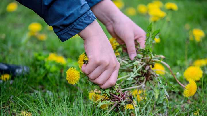 Top Tools From Harbor Freight To Tackle Stubborn Weeds