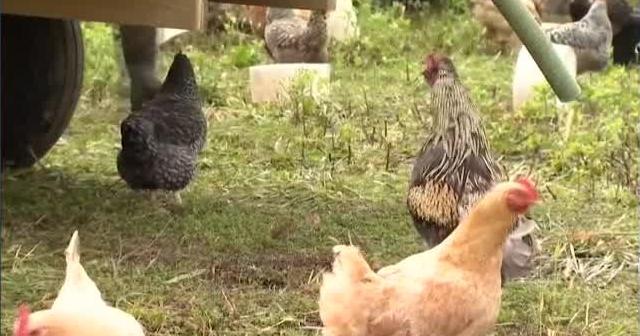 Grays Harbor County resident tests preliminarily positive for bird flu