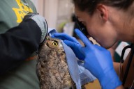 Owl recovering after falling into a cement mixer