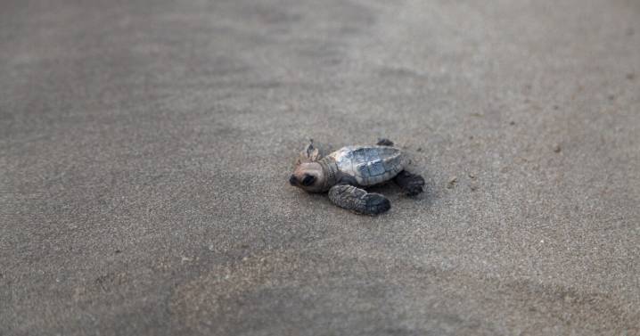 A bright spot for turtles: Olive ridleys are recovering in India, but still at risk