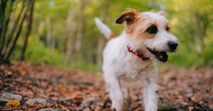 UK dog owners are raising pets wrong way as top trainer says follow his 'crazy' method