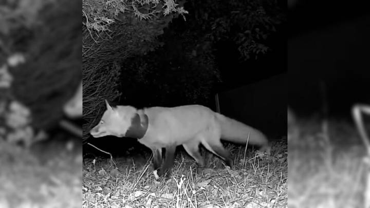 Pennsylvania Woman Was Shocked After Spotting A Mysterious Animal With Something Around Its Neck
