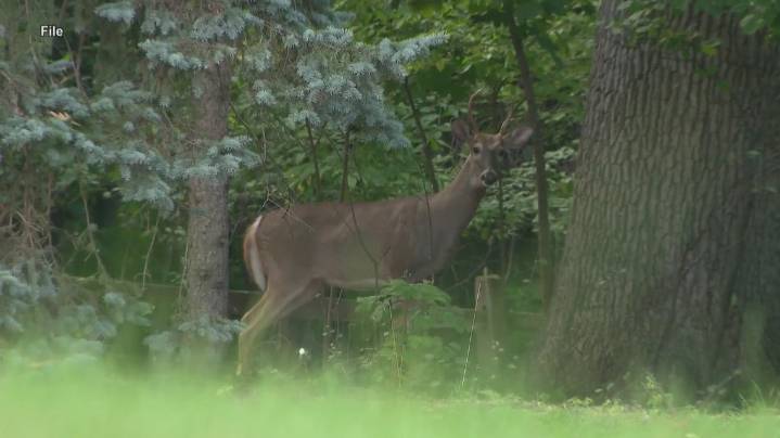 Ohio drivers urged to be vigilant amid rising deer-related crashes this month