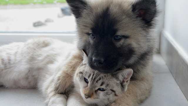 HARP donates $10 per adoption to food bank this month while operating a pet pantry