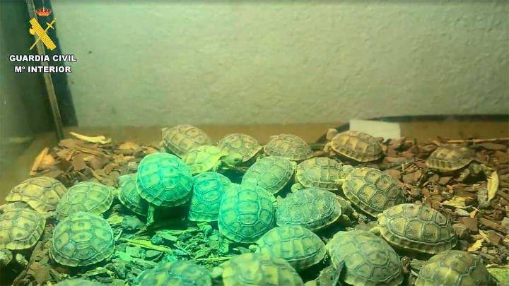 La Guardia Civil destapa un falso refugio con casi 500 animales exóticos y una trama de estafas