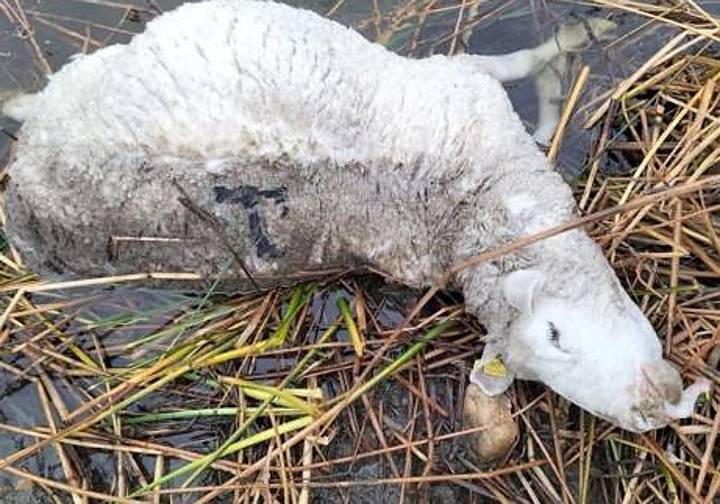 Un ataque de lobo deja siete carneros muertos en Muñoz: «No podemos dormir tranquilos»