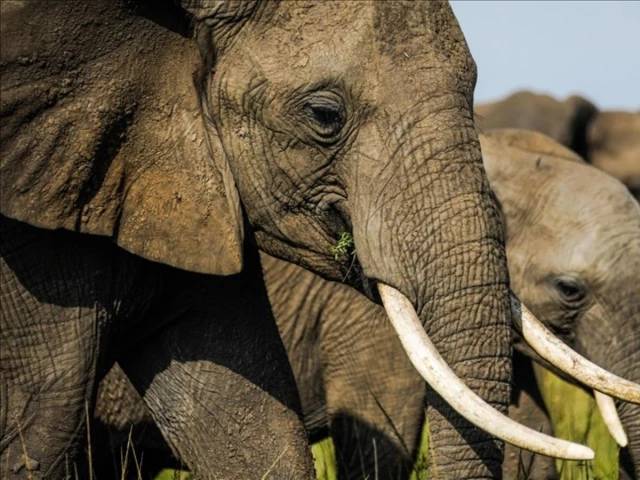 Drones bring peace between farmers and elephants in Kenya