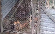 Hombre es imputado por tener 14 perros en precarias condiciones
