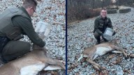 Pa. Game Commission: Deer saved after clear jug found on its head in Jefferson Hills