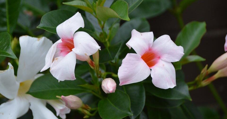 You can overwinter mandevilla in one of two ways