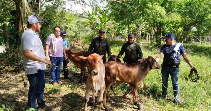 Así rescataron cuatro terneros robados en Caldas: el abigeato prende alarmas